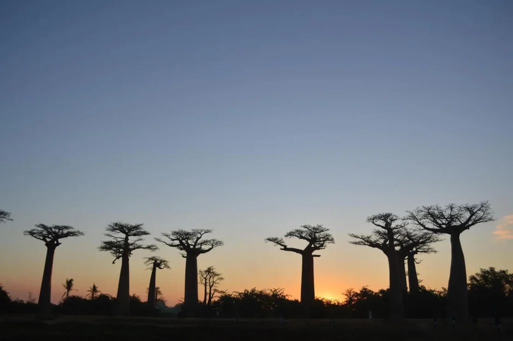 l'allée de baobab morondava au coucher du soleil
