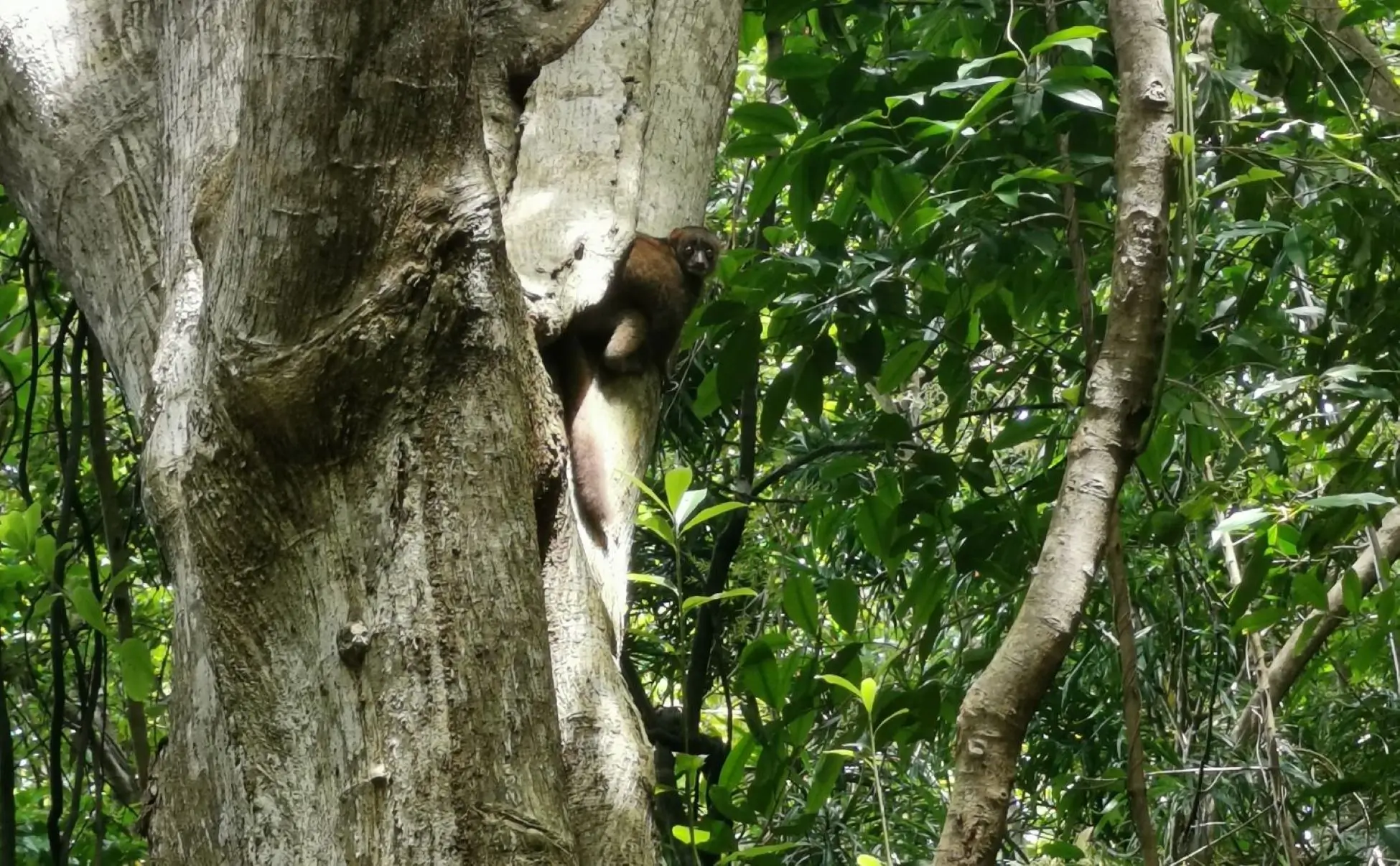 Día 4 – Reserva de Lokobe: inmersión en la selva tropical