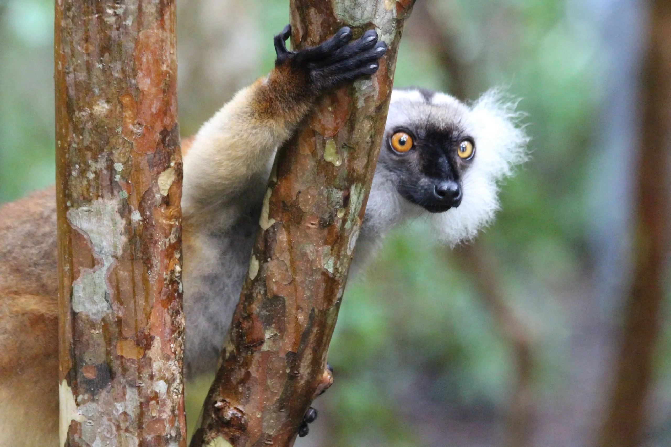 Lemuri macaco coronato in libertà sull'isola di Nosy Komba, una delle isole intorno a Nosy Be