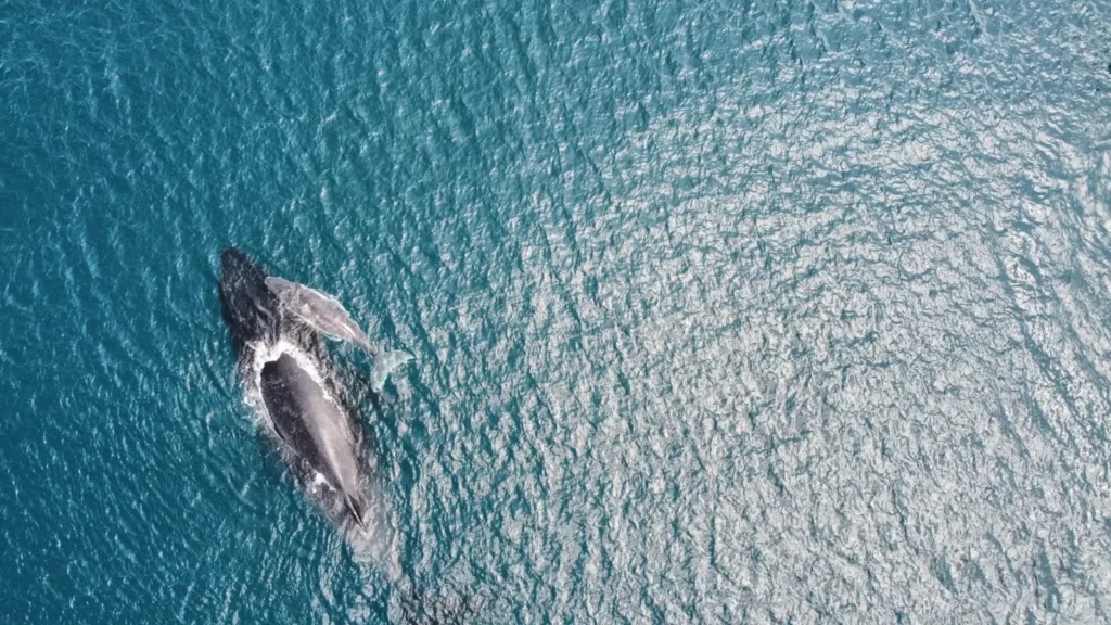 Balene Megattere Nosy Be