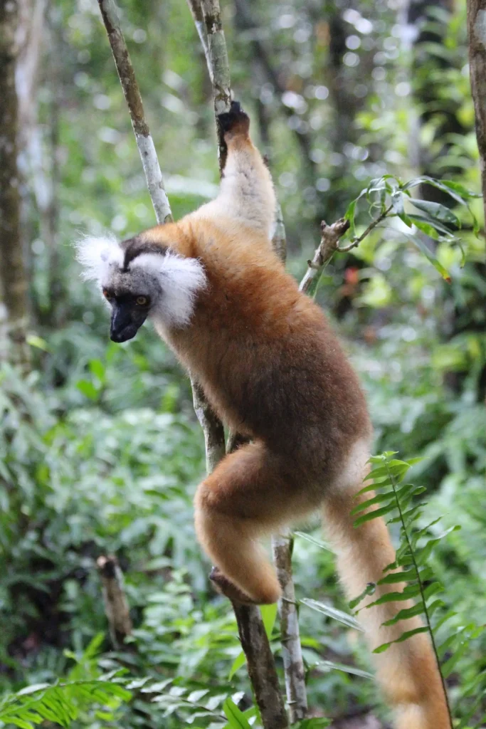 Lémurien macaco agrippé à un arbre dans la forêt tropicale du parc national de Lokobe, Nosy Be, Madagascar